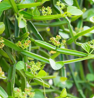 Cissus Quadrangularis Extract