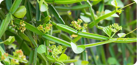 Close-up of green plant with small yellow flowers