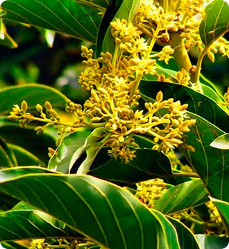 _Over 30 Hormone Support_