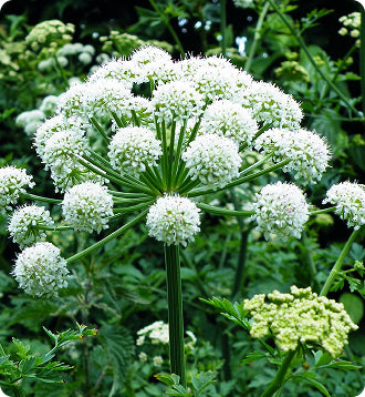 _Over 30 Hormone Support_